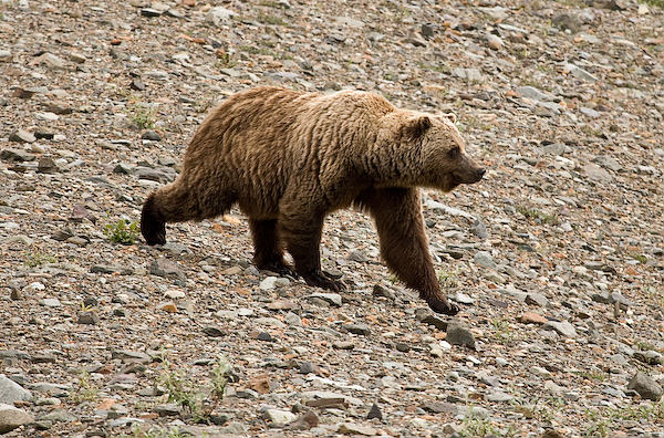 Grizzli, brown bear