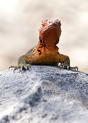 Espanola Lava Lizards (Microlophus delanonis)