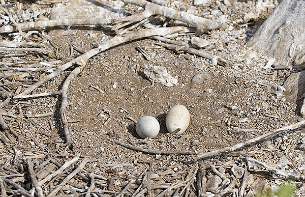 Frigatte Bird Eggs
