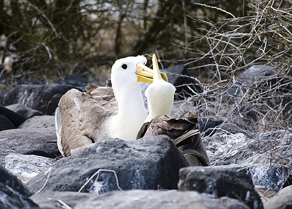 Waved Albatros (Diomedea irrorata)