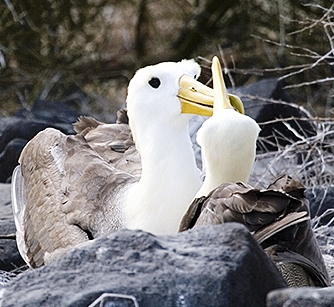 aved Albatros (Diomedea irrorata)