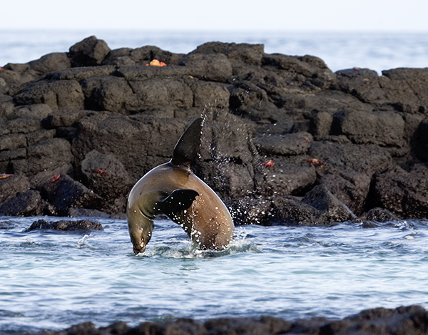 Galapagos Sea Lion (Zalophus galapagensis)