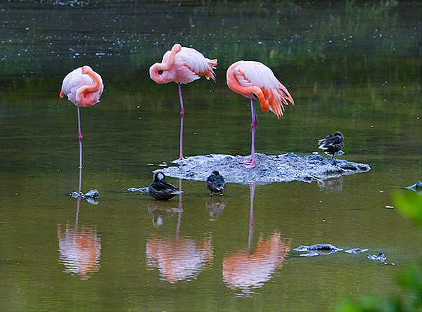Greater Flamingos (Phoenicopterus rubber)