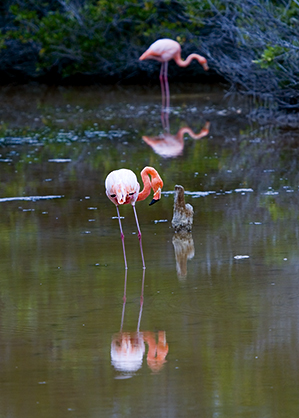 Greater Flamingos (Phoenicopterus rubber)