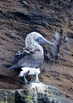  Blue-footed booby (Sula nebouxii)