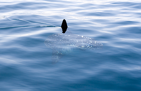 Ocean Sunfish (Mola Mola) 