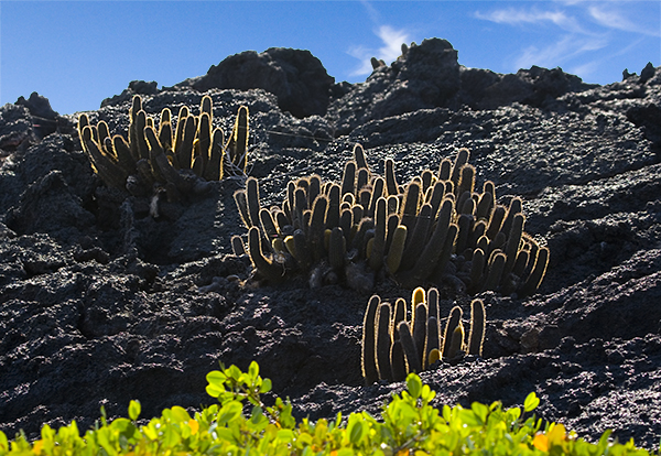 endemic lava cacti 