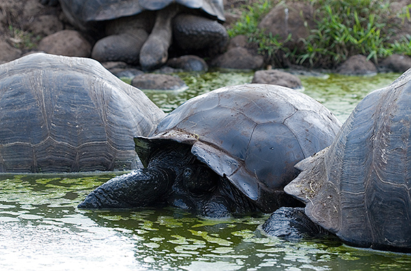 Galapagos Giant Tortoises (Geochelone elephantopus)