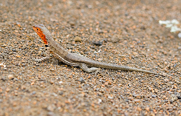 Galapagos Lava Lizards (Microlophus albemarlensis) 