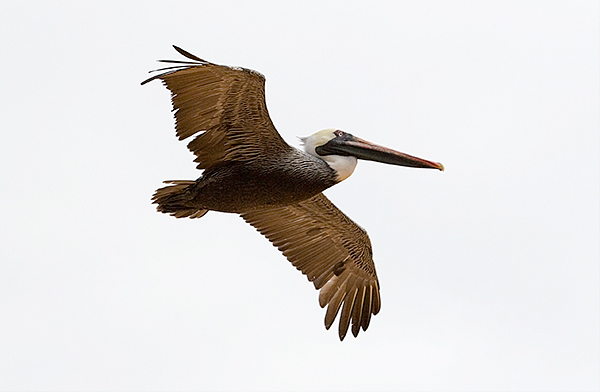 Brown Pelicans (Pelecanus occidentalis)