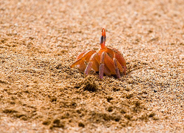 Ghost Crabs (Ocypode gaudichaudii) 