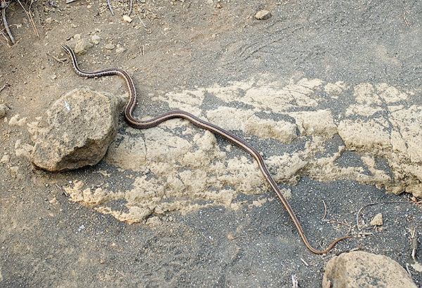 Galapagos Snake