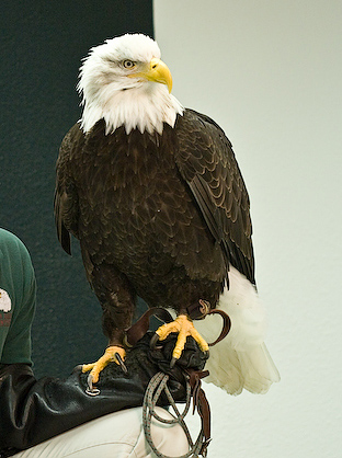 Bald Eagle with Handler