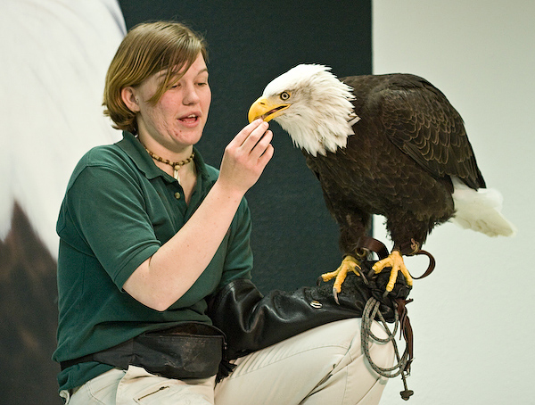 Bald Eagle eating from Handler's hand