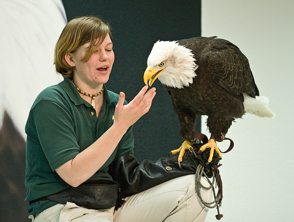 Bald Eagle with Handler: Lickin off the crumbs