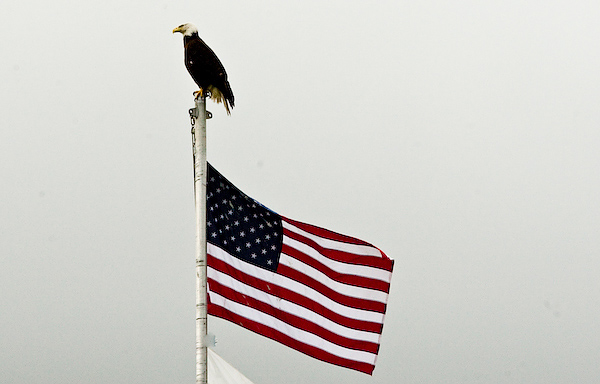 Bald Eagle on post with American Flag