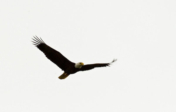 Soaring high: Bald Eagle