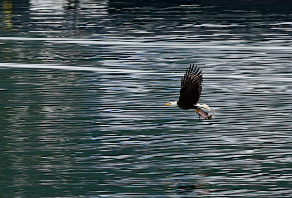 Catch: Bald Eagle with salmon