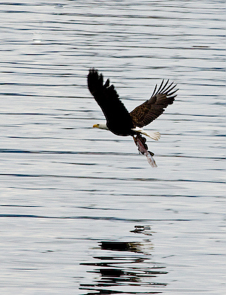 Catch: Bald Eagle with salmon