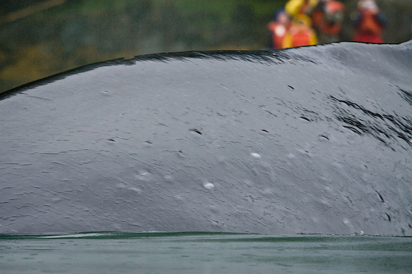 Humpbacks up close