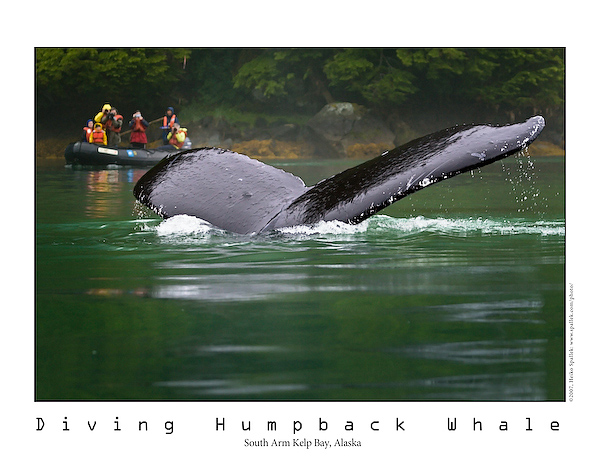 Humpback up close