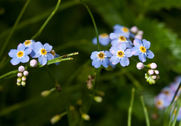 The Forget-me-not
