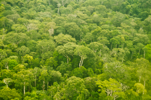 Amazon rainforest:     