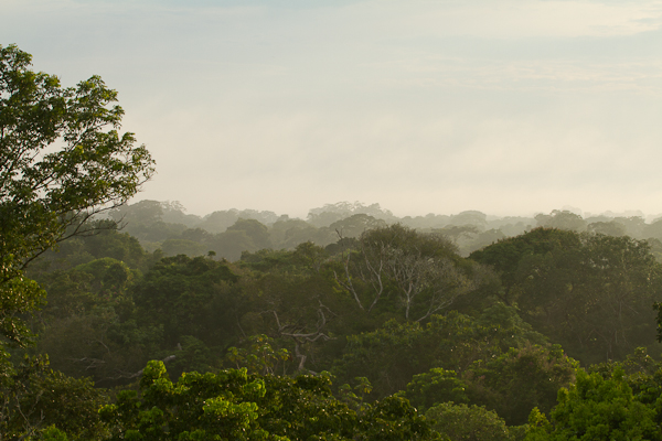 Amazon jungle adventure:    