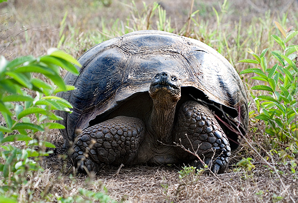 Galapagos Giant Tortoises (Geochelone elephantopus)