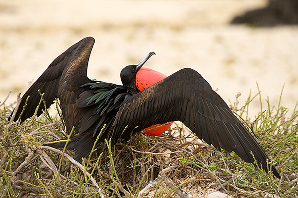 Magnificent Frigate Birds (Fregata magnificens) 