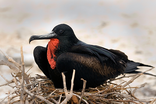 Magnificent Frigate Birds (Fregata magnificens) 