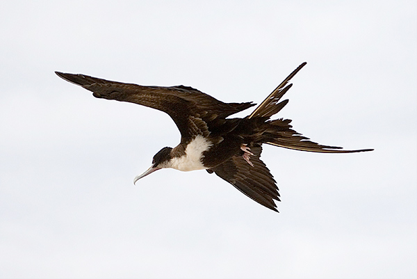 Magnificent Frigate Birds (Fregata magnificens) 