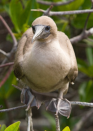 Red-footed Booby (Sula sula)