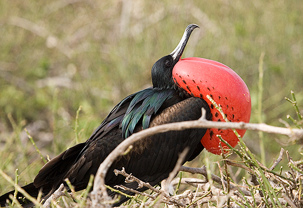 Magnificent Frigate Birds (Fregata magnificens) 