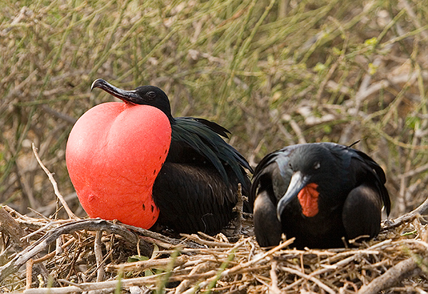 Magnificent Frigate Birds (Fregata magnificens) 