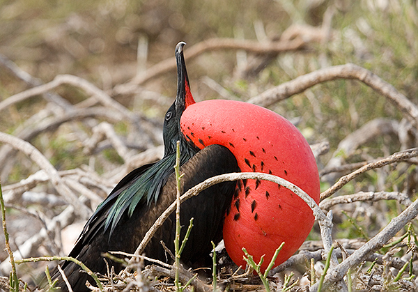 Magnificent Frigate Birds (Fregata magnificens) 