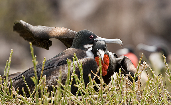 Magnificent Frigate Birds (Fregata magnificens) 