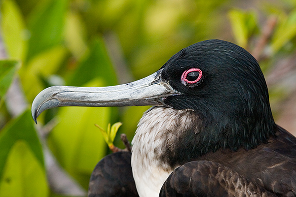 Magnificent Frigate Birds (Fregata magnificens) 