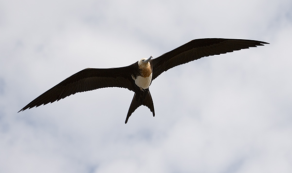 Magnificent Frigate Birds (Fregata magnificens) 