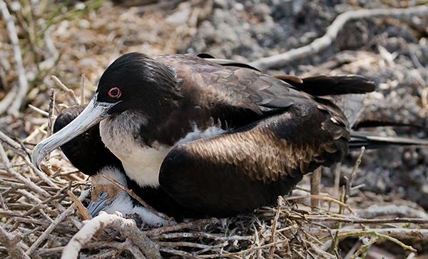 Magnificent Frigate Birds (Fregata magnificens) 