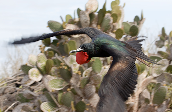 Magnificent Frigate Birds (Fregata magnificens) 