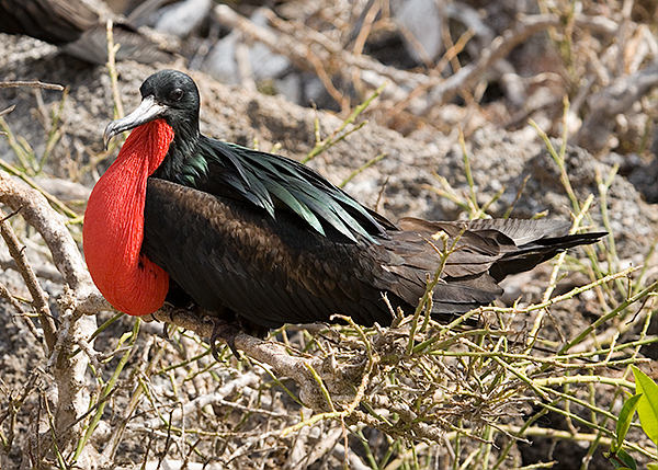 Magnificent Frigate Birds (Fregata magnificens) 