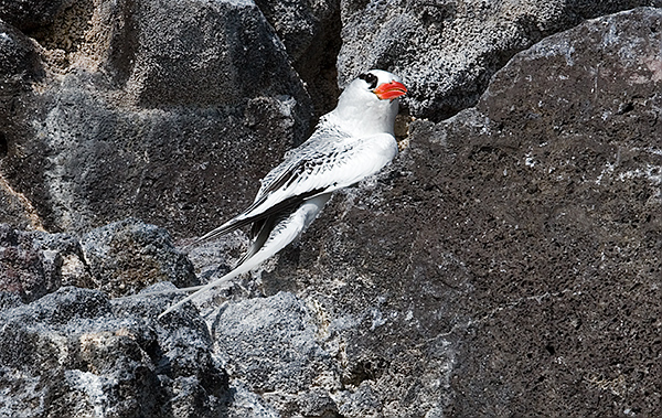 Red-billed Tropic Birds (Phaethon aethereus)