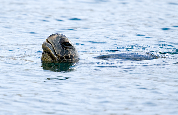 Green Sea Turtles Gasping for Air