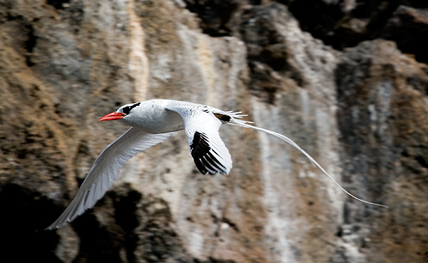 Red-billed Tropic Birds (Phaethon aethereus)