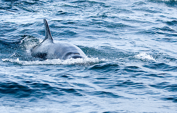 False Killer Whales (Pseudorca crassidens)