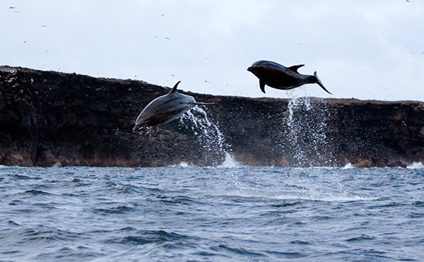 Bottle-nose Dolphins (Tusiops truncates)