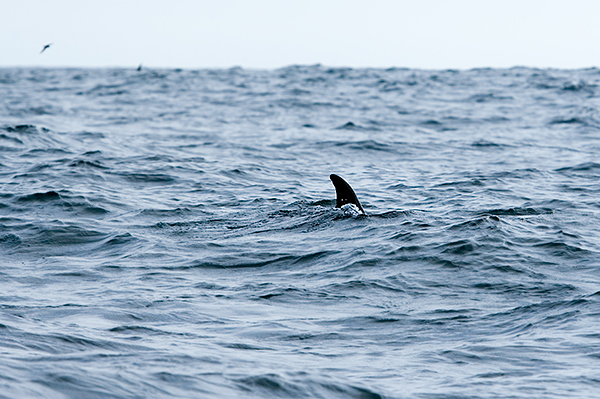 Bottle-nose Dolphins (Tusiops truncates)