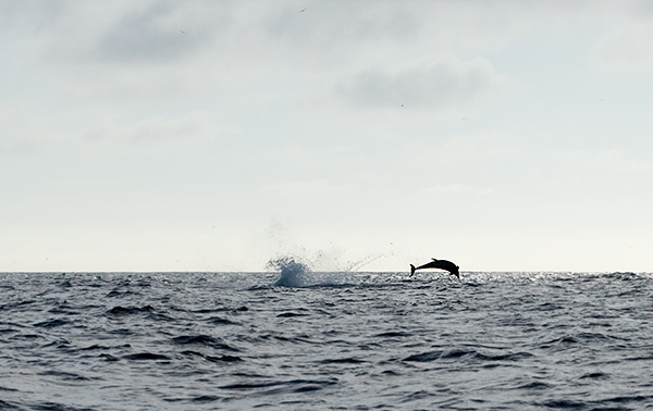 Bottle-nose Dolphins (Tusiops truncates)