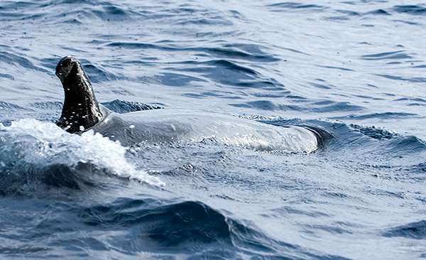 False Killer Whales (Pseudorca crassidens)